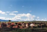 Atherton Tablelands residents, FNQ