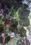 Rainforest, FNQ