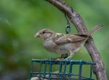 Satisfied sparrow