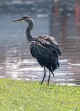 Considerate heron