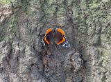 Lincoln Park butterfly
