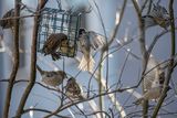 Frenzy at the suet feeder