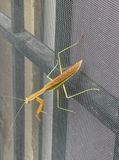 Unusual visitor