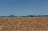 Wheat field, NSW