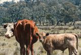 Roadside scenery, NSW