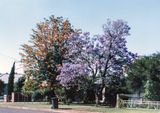 Jacaranda tree in NSW