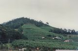 Banana plantation, Coffs Harbour, NSW