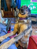 Still trying to watch the football game