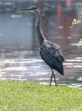 Great blue heron, again