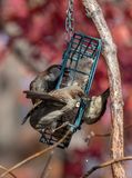 Crowd at the suet feeder