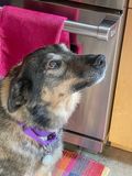 Queenie the Norwegian elkhound?