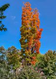 First sign of fall