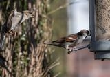 Quit hogging the bird feeder!