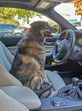 Queenie in the drivers seat