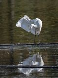 The great egret saga: Hard to reach places (4/6)
