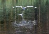 The great egret saga: On its way (5/6)