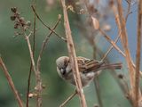 The shy sparrow