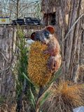 Pygmy possum pollinating a banksia flower