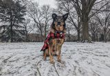 The snow queen