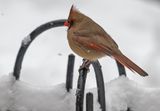 Chilly cardinal