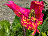 Oh, Thats How it Works! Model of Anguloa clifonii & Eulaema bee pollinator