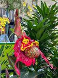 Model of Phragmipedium x phaanteri