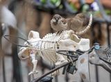 Sparrows on an interesting perch