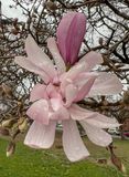 Early spring