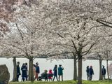 Enjoying the cherry blossoms