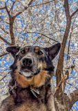 Queenie and the Blossoms