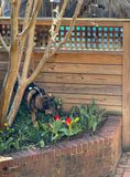 Queenie and the tulips