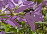 Bee mimic enjoying an azalea