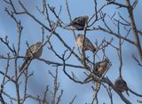 5 doves in a tree