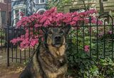 Queenie and her crown of flowers