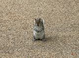 Hopeful squirrel