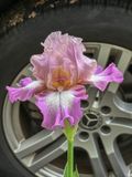 Upscale iris