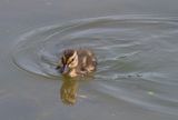 Lost duckling