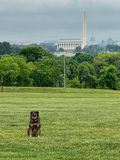 Iconic Washington, and Queenie