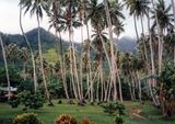 Island garden, Moorea