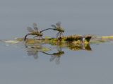 Dragonflies on the lake