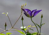 Our clematis has recovered