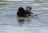 Splish splash