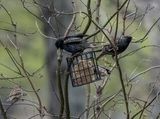 The advantage of winter trees