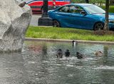 Bird bath at the memorial