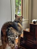Queenies guard post