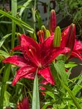 Its lily time again