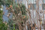 Sparrow confab