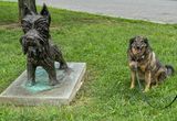 Dog park guardians