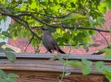 Catbird on a shady wooden fence