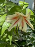 Neighboring lily